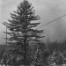 Tree_on_Blanchard_Monson_Road,_Monson,_Maine,_January_1977